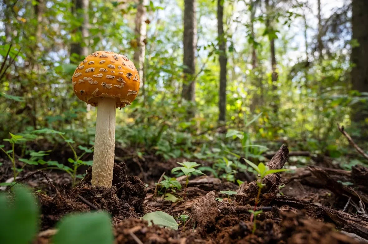 mushroom-at-greenhough-genesee-conservation-area/Submitted by Sean Feagan/Nature Conservancy of Canada via CBC