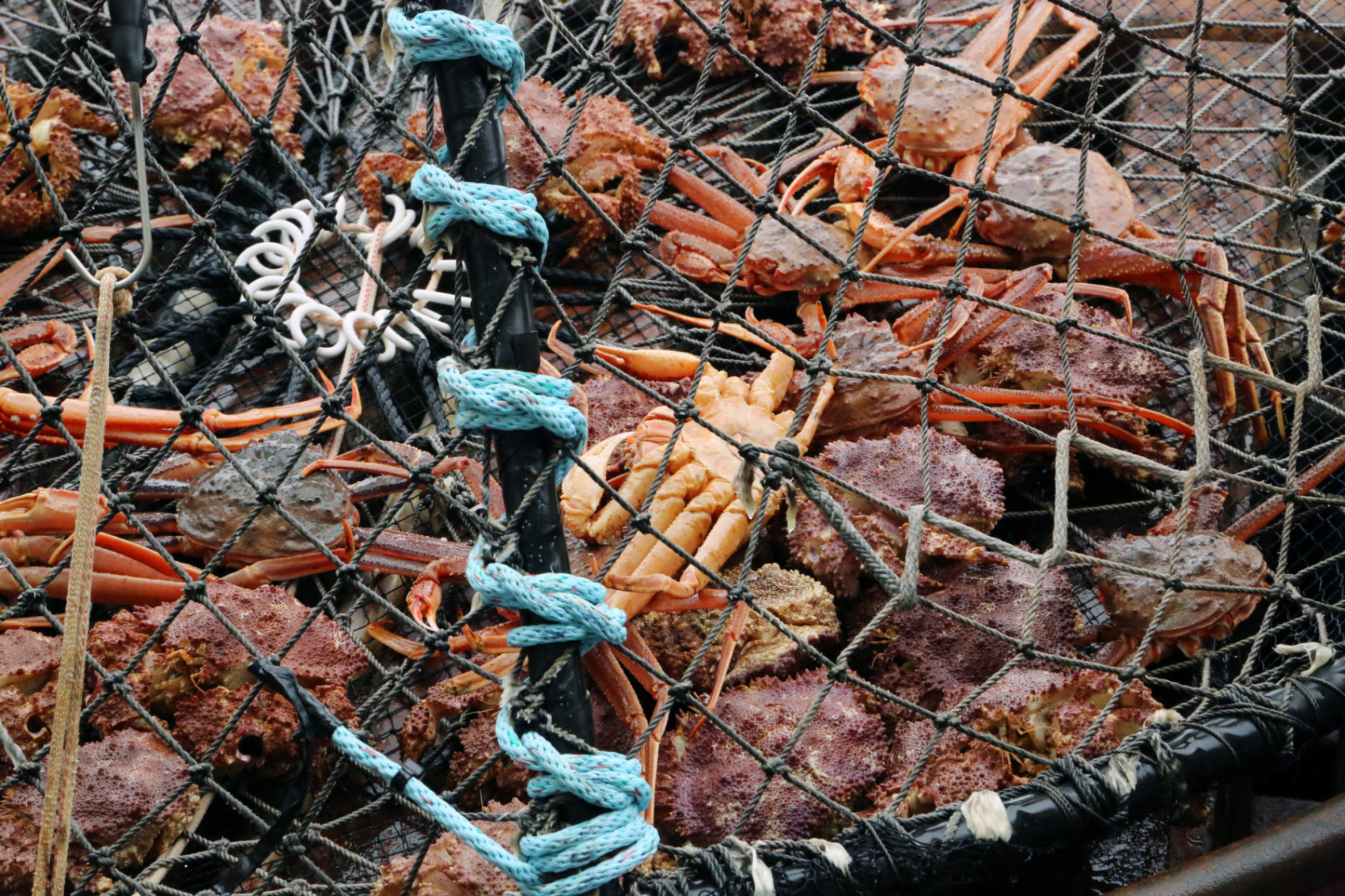 A variety of crabs brought up in the net while out at sea. (Bobby Ware/ iStock/ Getty Images Plus)