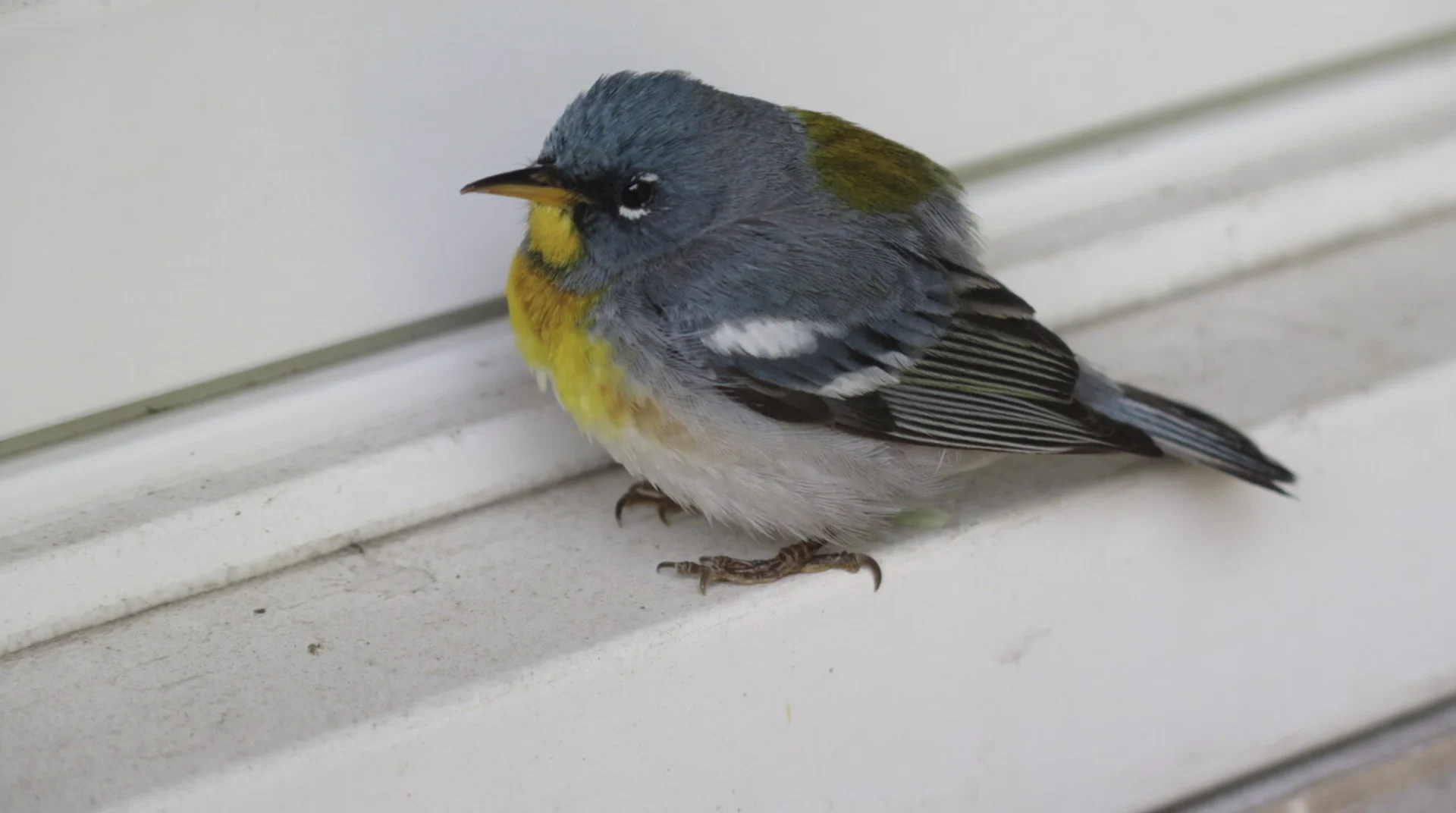 Here's how to prevent birds from hitting your windows