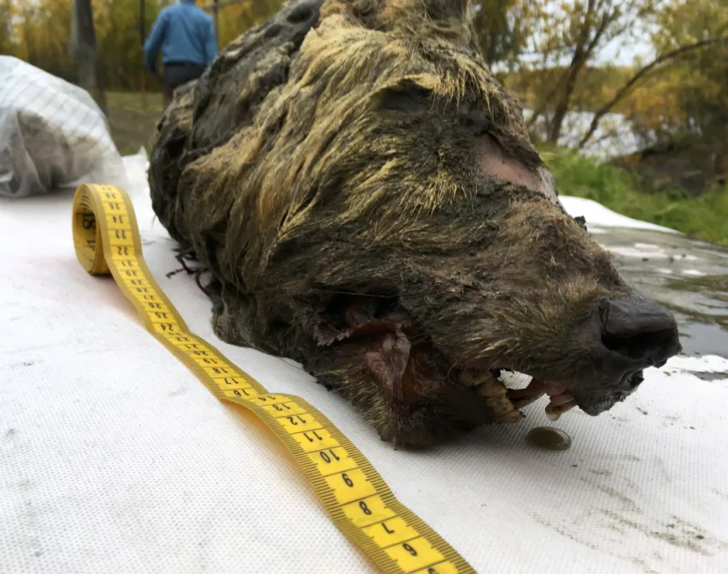 40,000 year old wolf head found perfectly preserved in ice