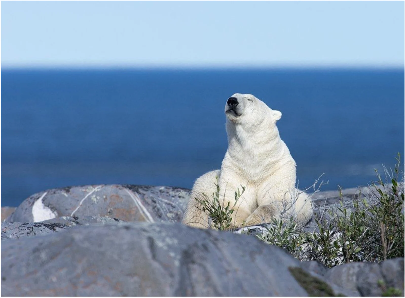 Polar Bear: UGC:  Kim Dalberg, Churchill, MB