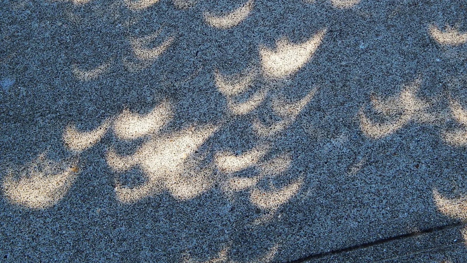 Crescent suns projected through holes in tree leaves onto sidewalk - Ron Clausen Wikimedia