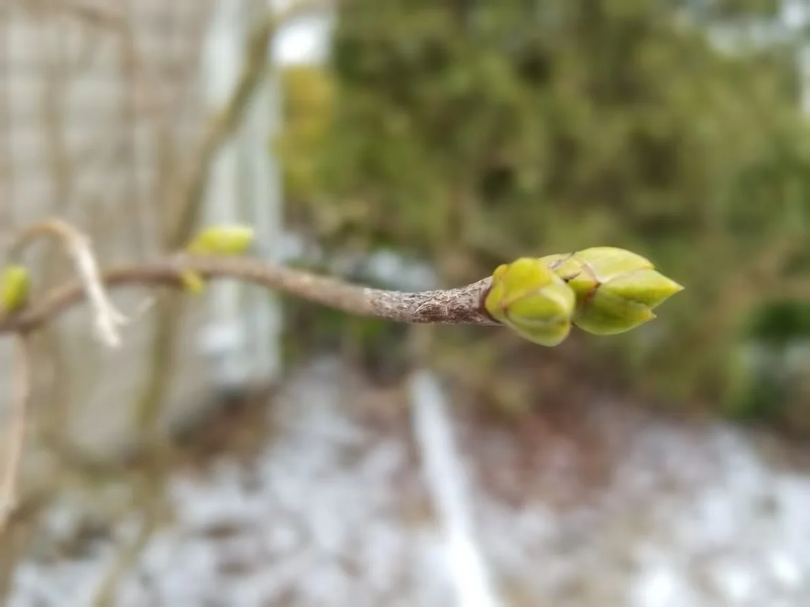 CBC News: A lilac branch with a bud in mid-January. (Melissa Friedman/CBC)