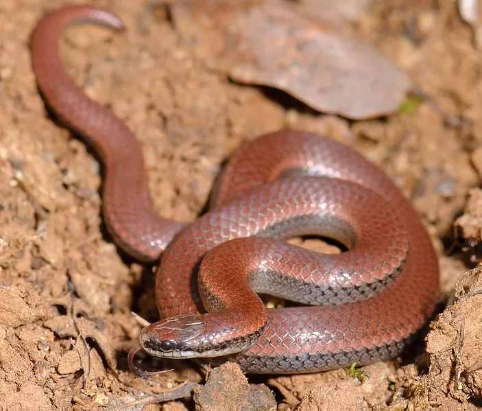Sharp-tailed snake/Marsgal Hedin