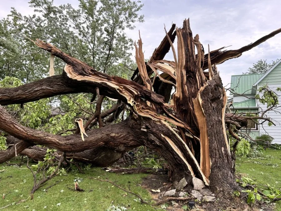 Mark Robinson: Harrow, Ontario, Severe thunderstorm, tree damage, downed tree. July 26, 2023