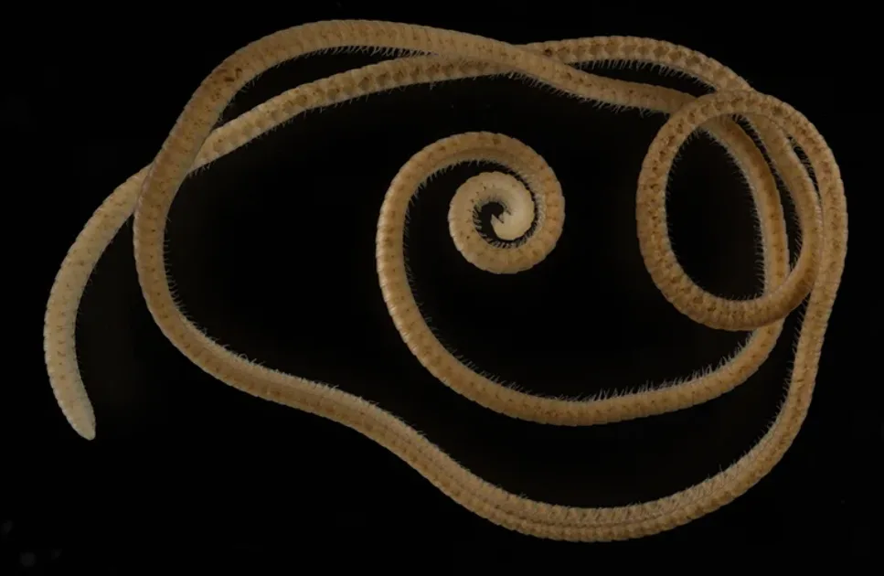 NATURE - millipede