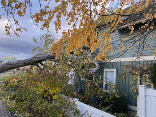 Windstorm causes 330,000 households to lose power in southwest B.C. - The  Weather Network