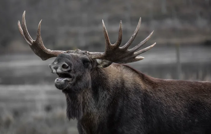 Officials warn public not to feed 'hangry' moose