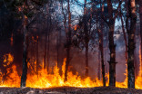A green thumb can help protect your property from wildfires