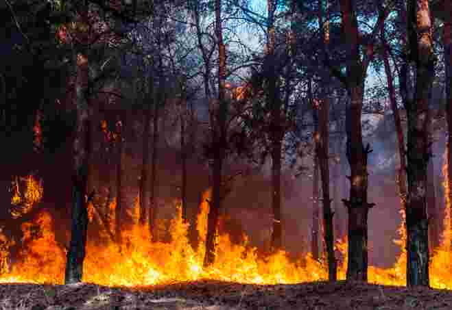 GETTY IMAGES - Forest fire - 03.01.19