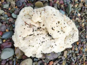 Mystery of blobs washing up on Newfoundland's beaches solved