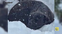 Un chien disparu miraculeusement retrouvé sous 1,5 m de neige