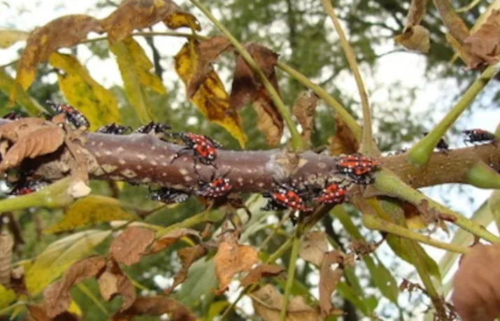 CBC: Spotted lanternfly nymphs cluster together on a tree. The insects can be identified from their bright red underwing pattern. (Eric R. Day/Bugwood.org)
