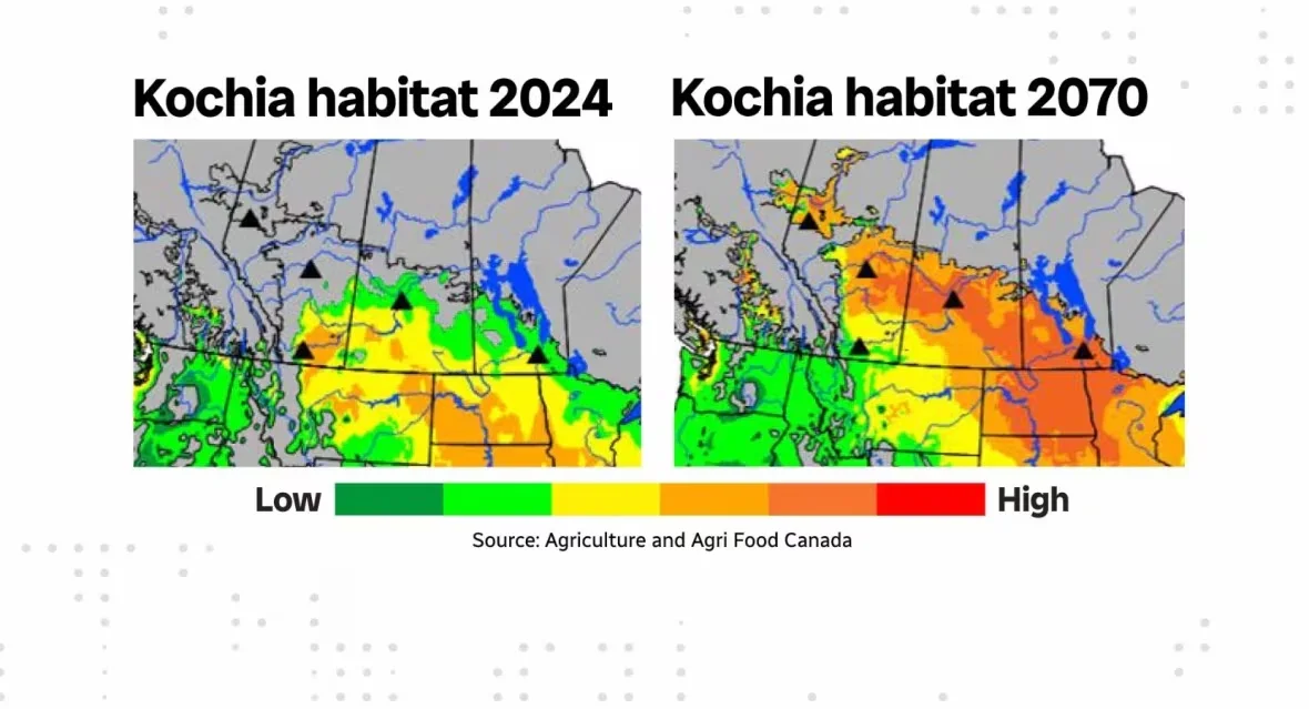 kochia-range-2024-vs-2070-prairies/Fred Demers/CBC