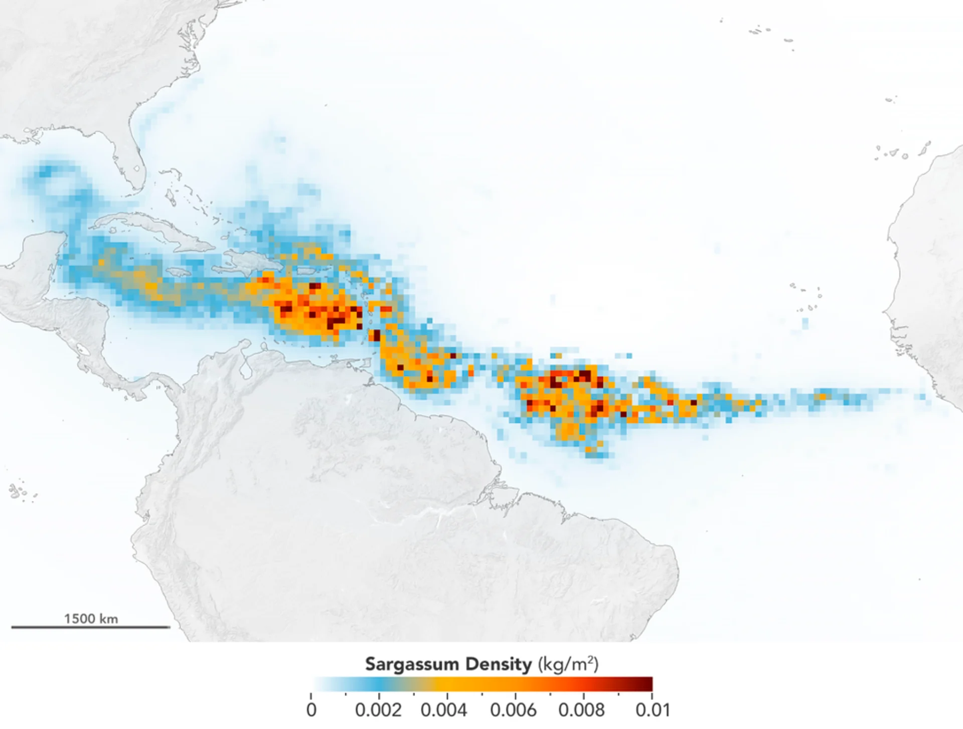 NASA image of sargassum belt