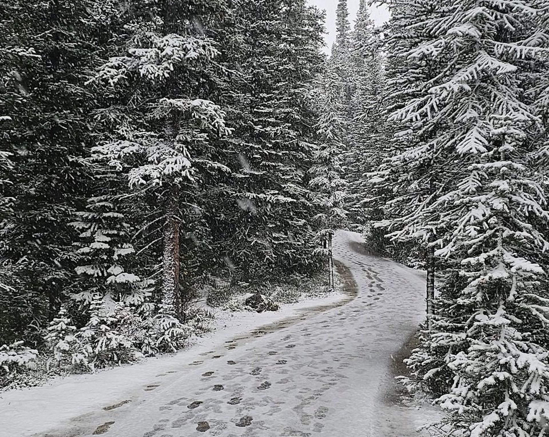 Snow creeps lower in Alberta as chilly air settles over region - The ...