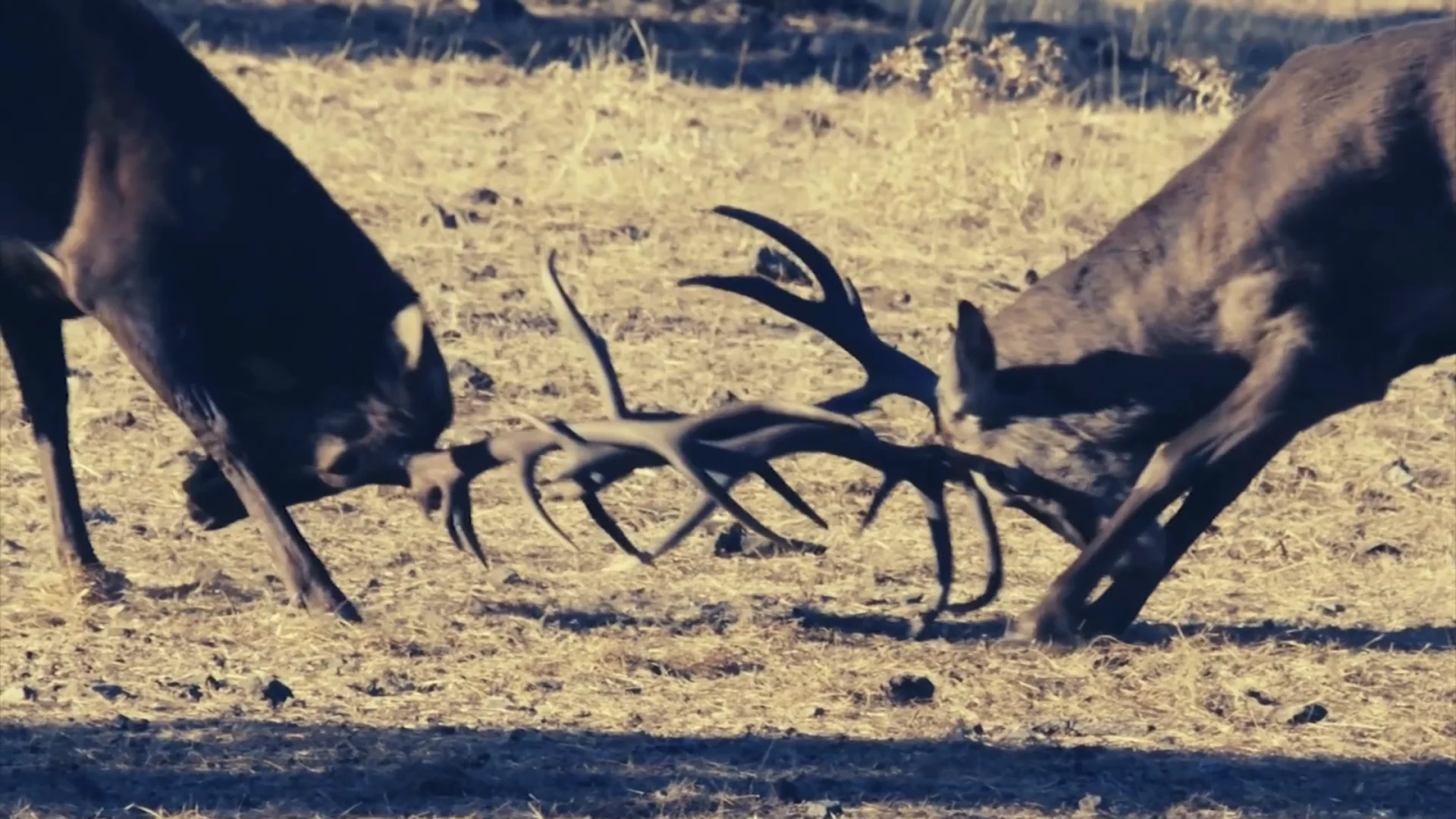 Fall is the perfect time to see the majestic elk rut in the Rockies