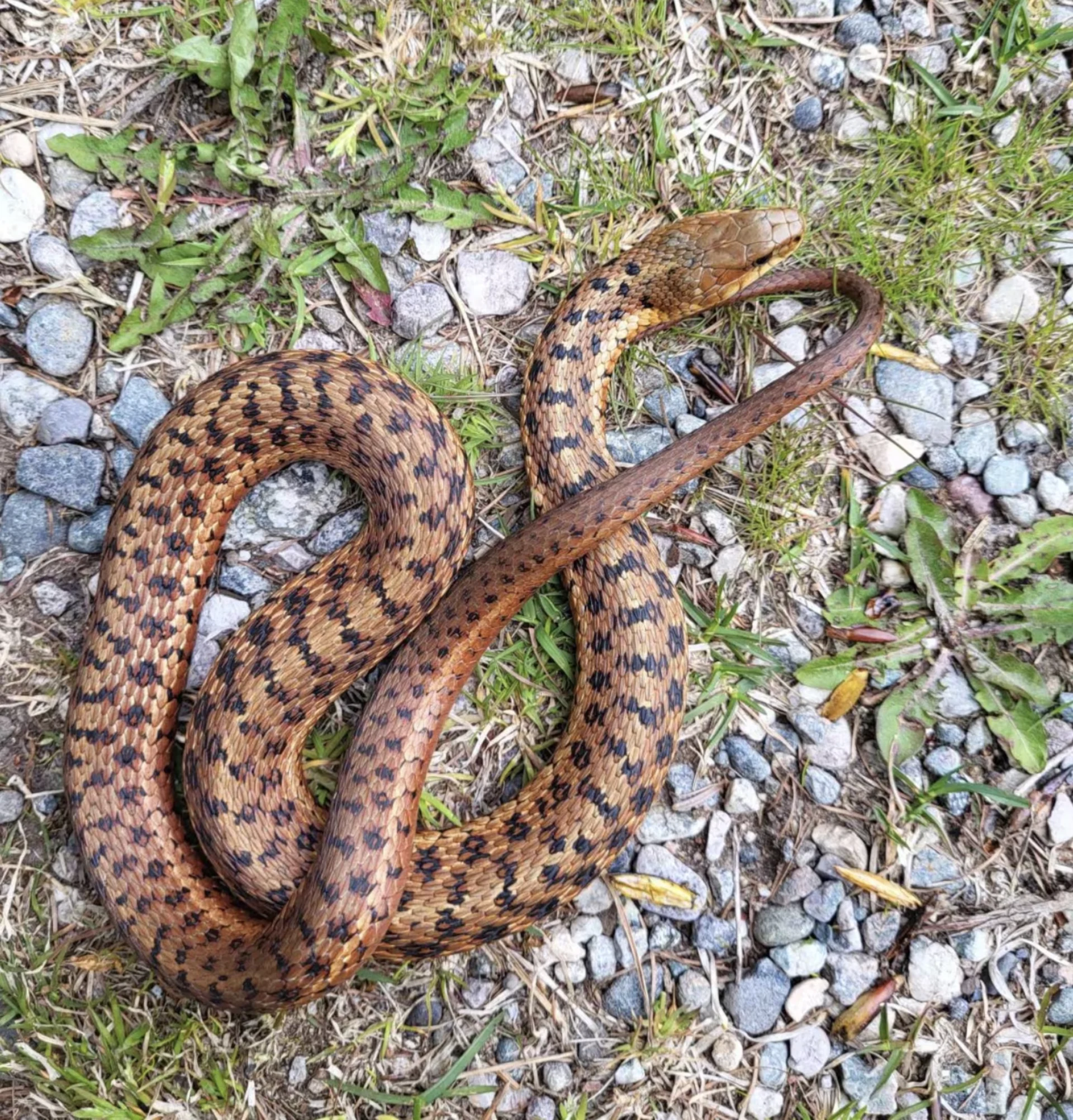 CBC: This garter snake was located in the St. David's area of Bay St. George South. (Submitted to CBC by Andrea Gigeroff)