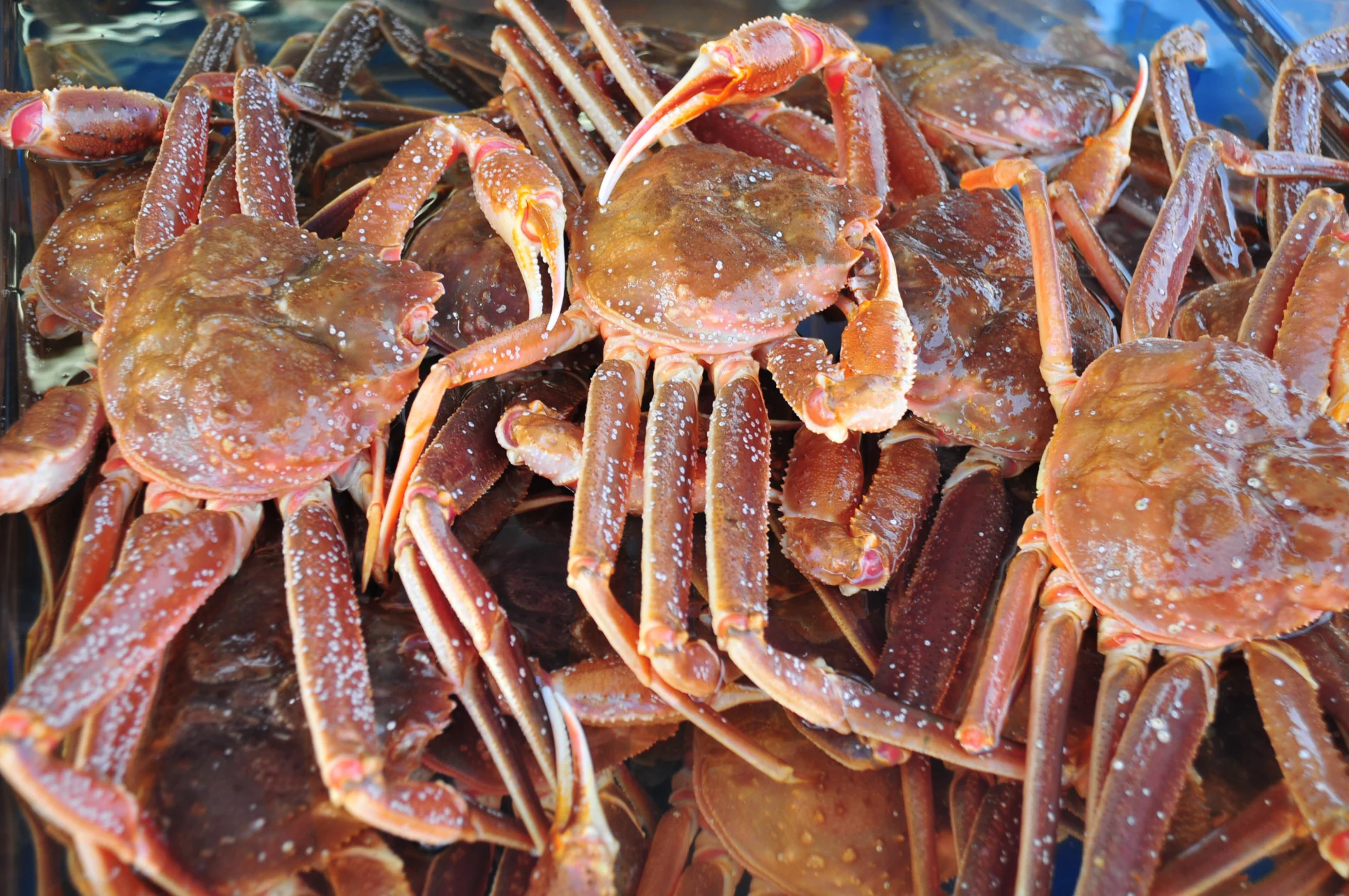 Billions of snow crabs near Alaska have disappeared. What's going on? - The  Weather Network