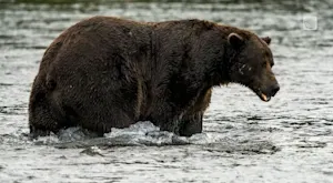It's Fat Bear Week! Who will claim the title of Alaska's fattest bear?