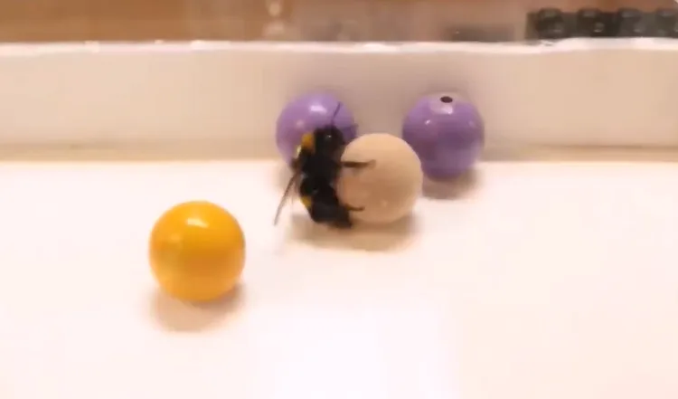 Buzzworthy news: Bees observed playing 