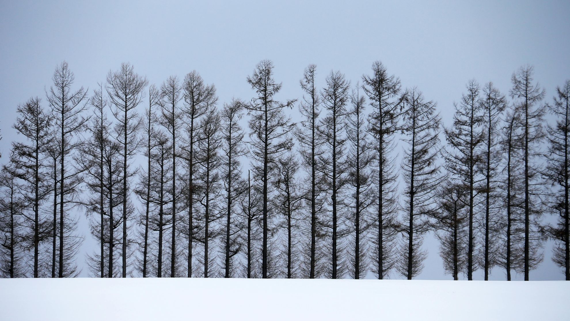 'Exploding' trees went viral on social media. How are those trees doing now?