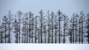 Extreme cold prompts "exploding tree" warnings in parts of the U.S. Yes, it's a real thing