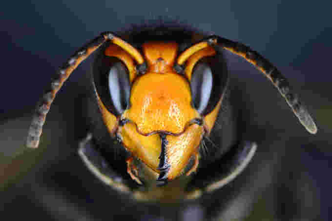Getty Images: Asian giant hornet. Close macro view of a Vespa velutina head - stock photo.  Credit: thomaslenne. Creative #: 1314076232
