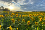 Sunflower experiment leads to 'field of happiness' in N.W.T.