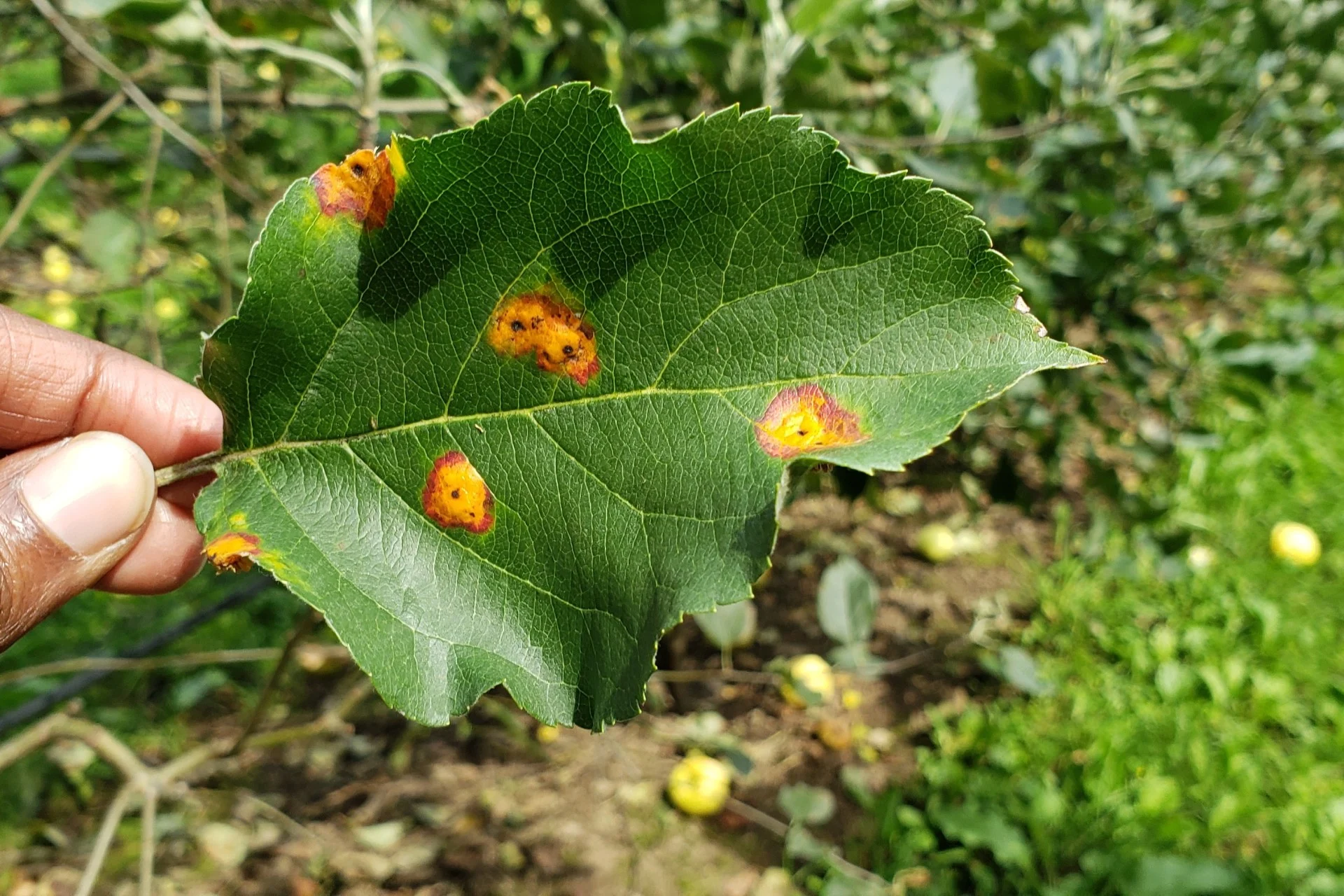 pommier-feuille-rouille