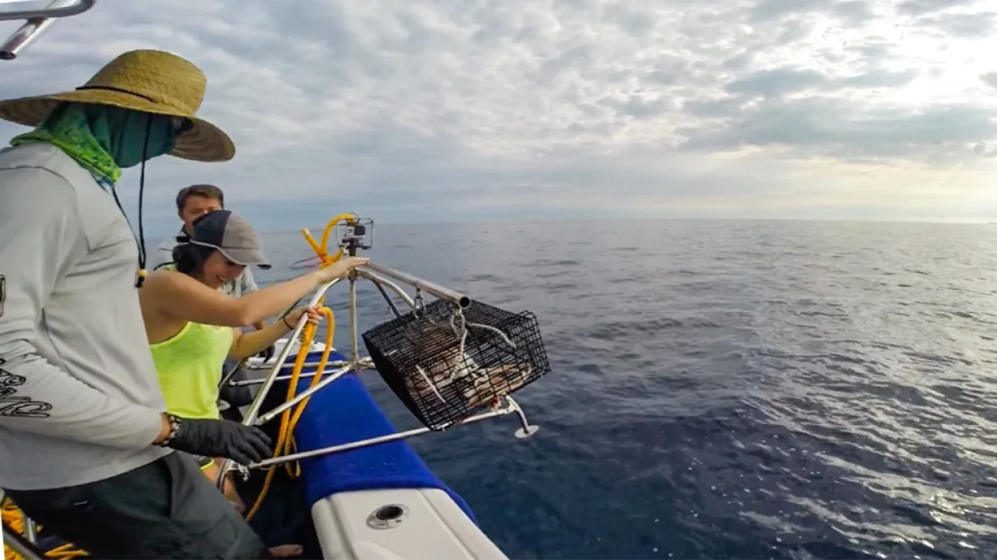 Global FinPrint researchers used baited remote underwater video cameras to record sharks and other sea life on coral reefs, such as the one pictured in the Bahamas in 2015. (Gina Clementi/Global FinPrint)