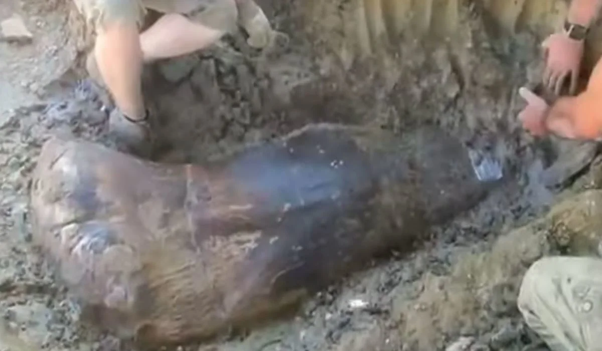 Un gigantesque os de dinosaure découvert en France