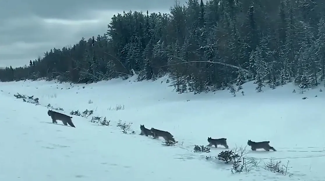 MUST-SEE: Lynx mom and kittens spotted crossing Manitoba road