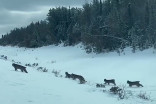 MUST-SEE: Lynx mom and kittens spotted crossing Manitoba road