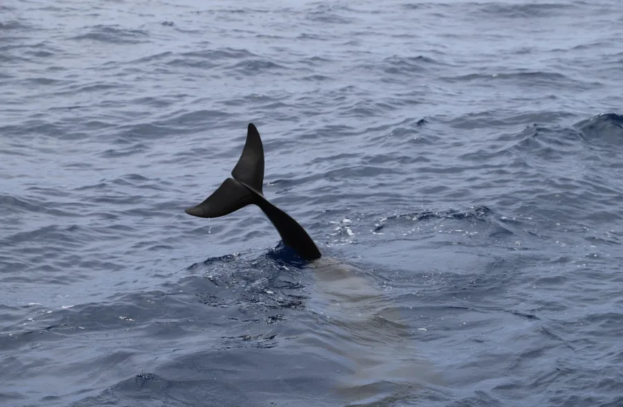 Over 30 dolphins die after being trapped by fast-moving ice pack near Carbonear