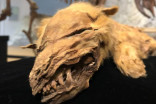 New details revealed on 57,000 year-old wolf pup mummy found in Yukon