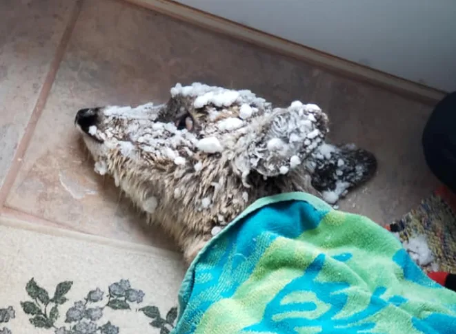  Family rescues frozen fawn from snow storm