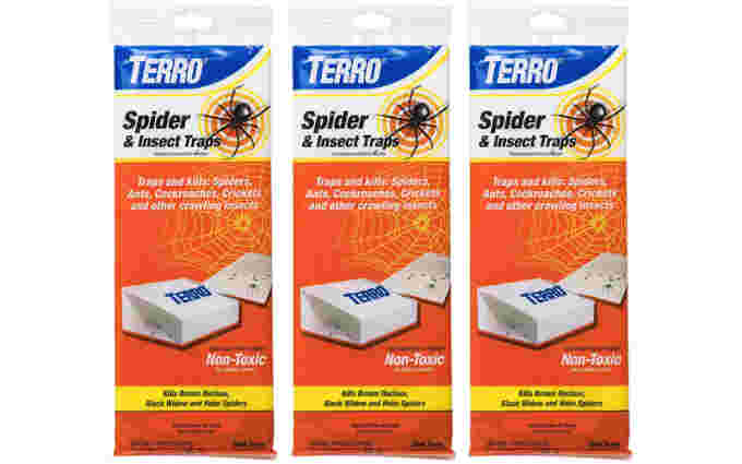 Spider Traps Amazon