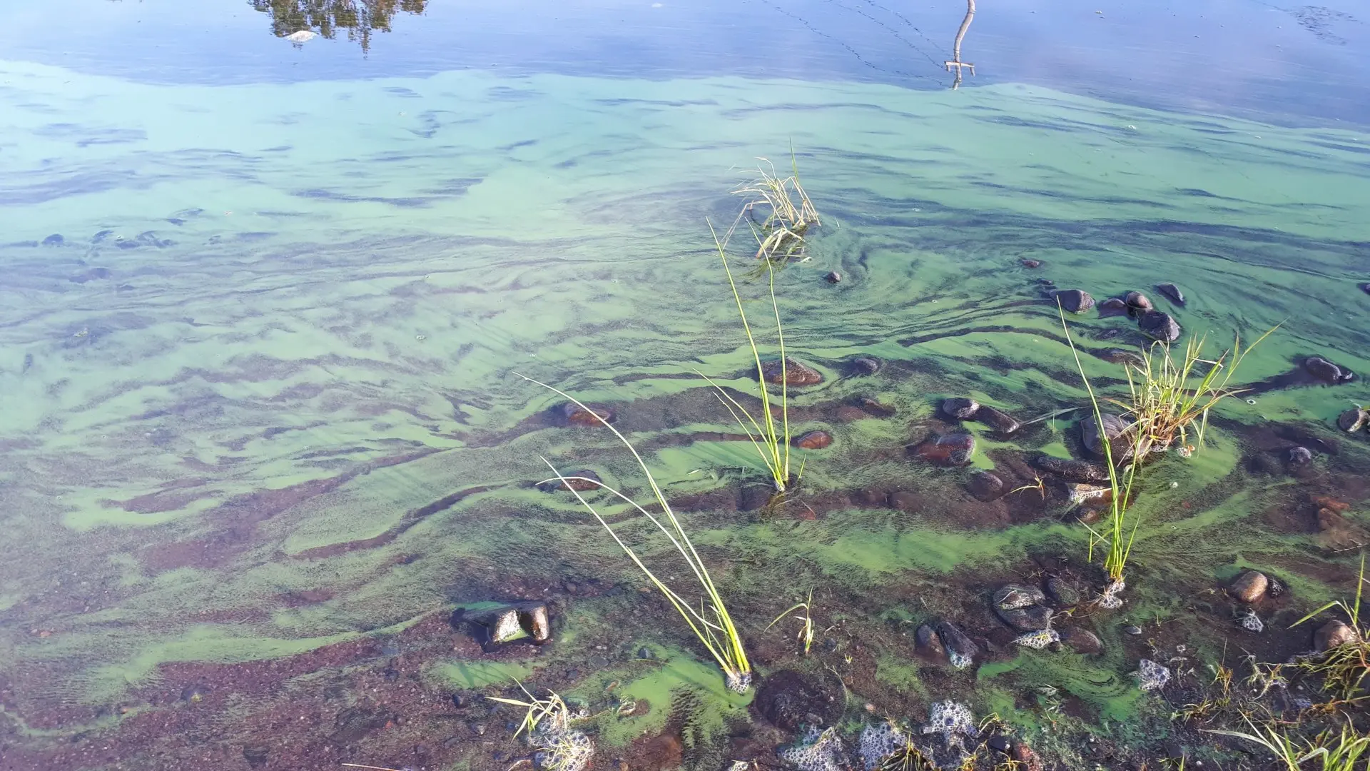 Blue-green algae can be tricky to spot, how to recognize it
