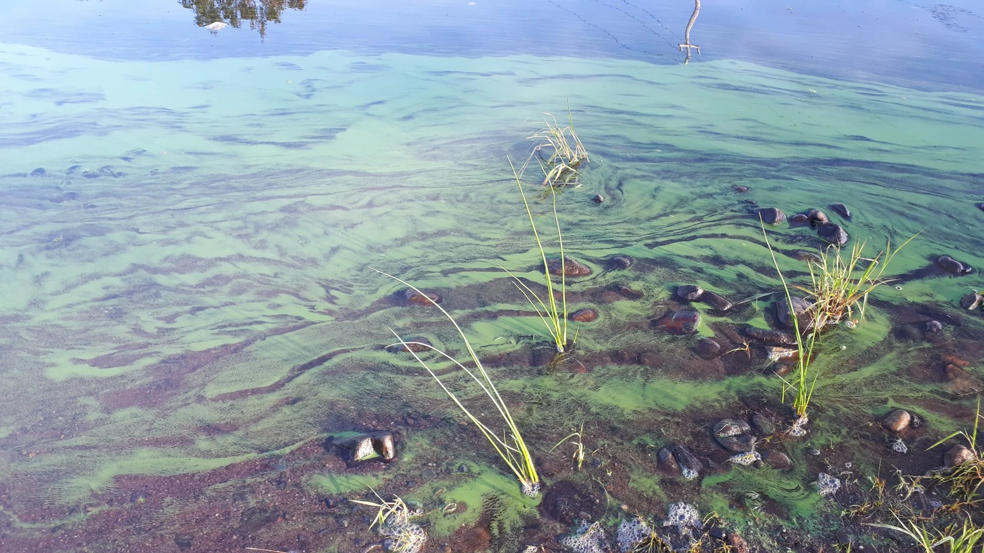 Some anglers consider algae blooms helpful — but what are the health effects?  - The Weather Network