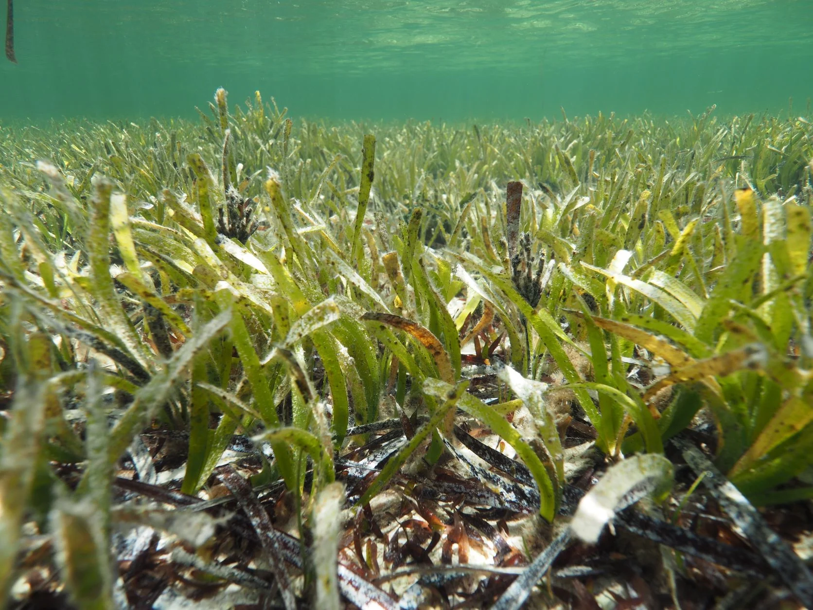 Posidonia australis seagrass meadow in Shark Bay. Photo by Sahira Bell, PhD graduate from UWA