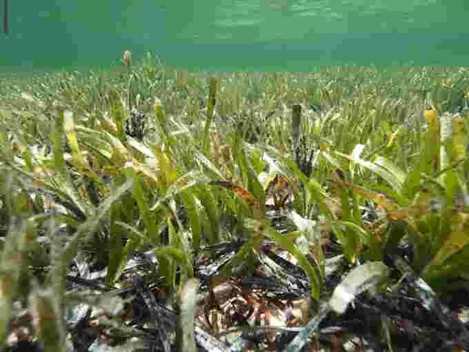 Poseidonia australis marine prairie in Shark Bay.  Photo by Zahira Bell, PhD graduate from UWA