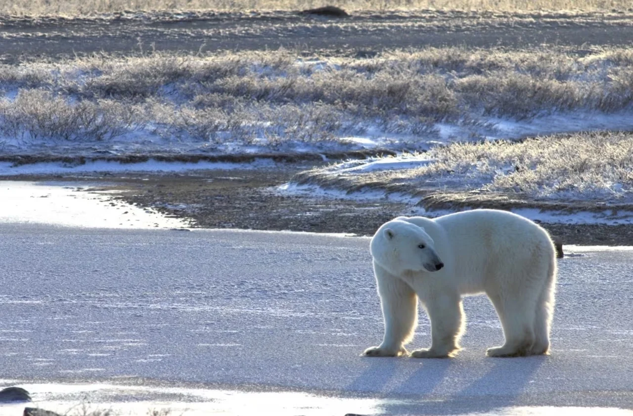 Polar bears/Andrew Derocher