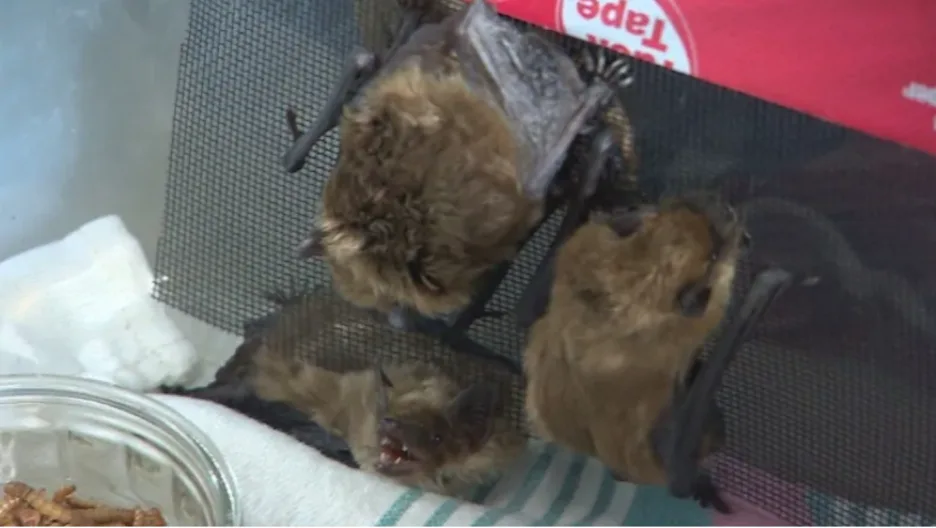 CBC: A bat colony made up of mostly males was found hibernating in a curling rink in Unity, Sask. They are currently being cared for at Living Sky Wildlife Rehabilitation in Saskatoon. (Don Somers/CBC)