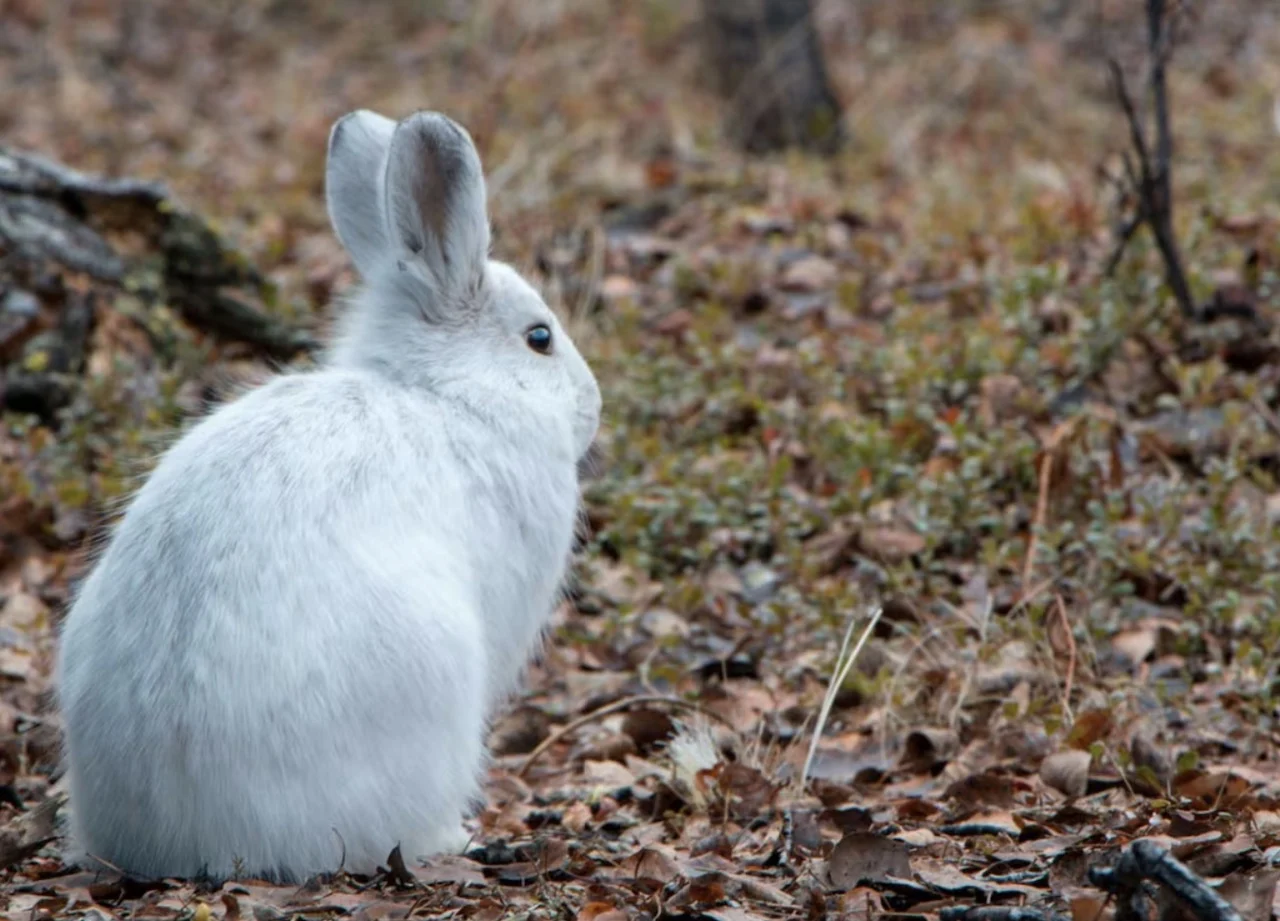 Snowshoe hare/Submitted by Micheal Peers via CBC