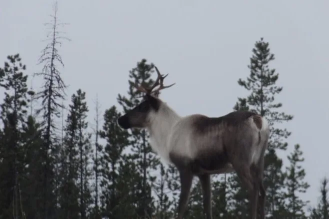 woodland-caribou/Andrew Kurjata/CBC