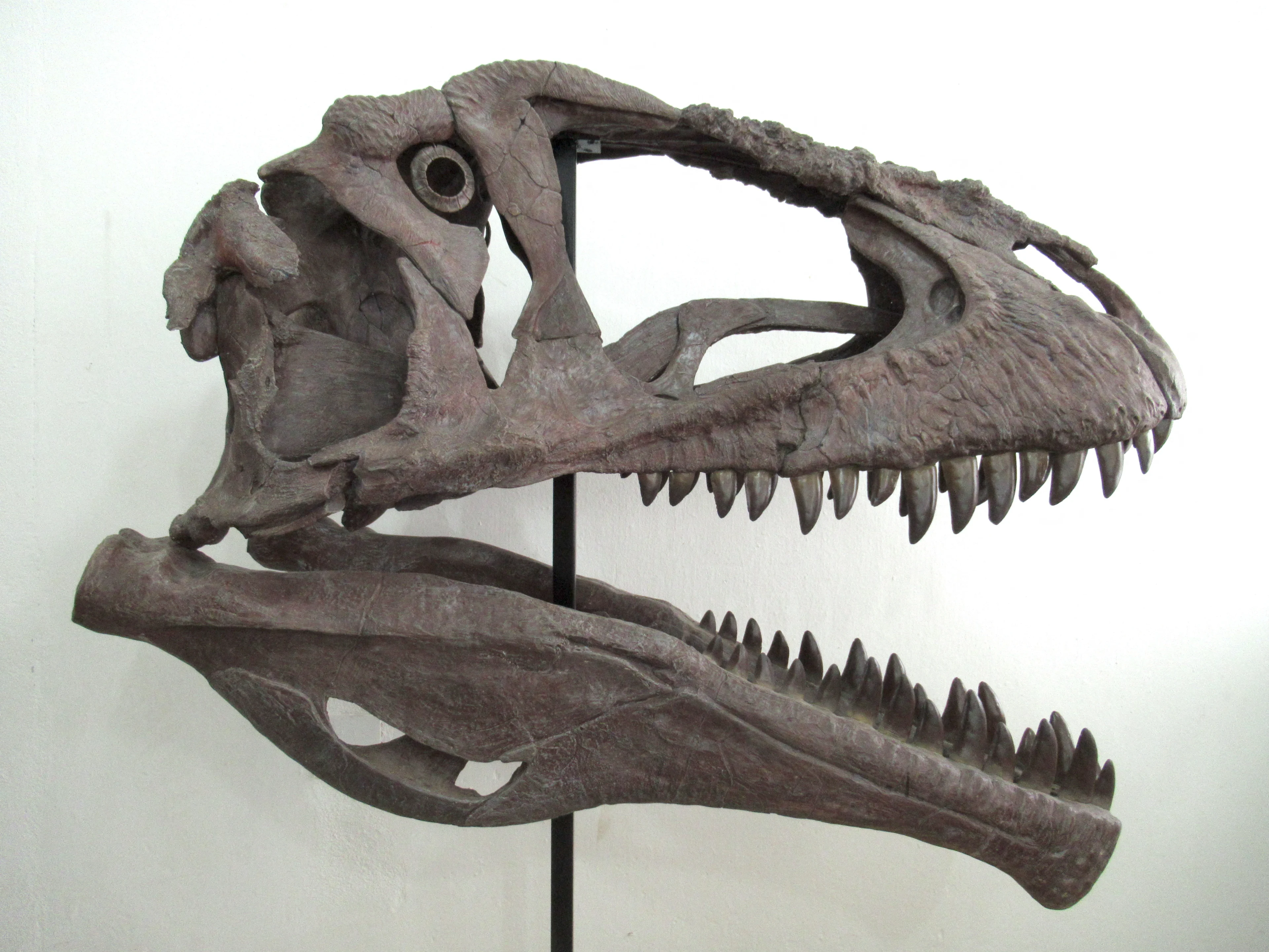 A reconstruction of the skull of Cretaceous Period meat-eating dinosaur Meraxes gigas, whose fossils including a nearly complete skull were unearthed in Argentina’s northern Patagonia region, seen in an undated handout photo. Meraxes, which lived about 90 million years ago, is estimated at about 36-39 feet (11-12 meters) long and about 9,000 pounds (4 metric tons). Javier Pazo and Lautaro Rodriguez Blanco/Handout via REUTERS.
