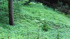 Gardeners beware: This invasive plant is spreading across Canada