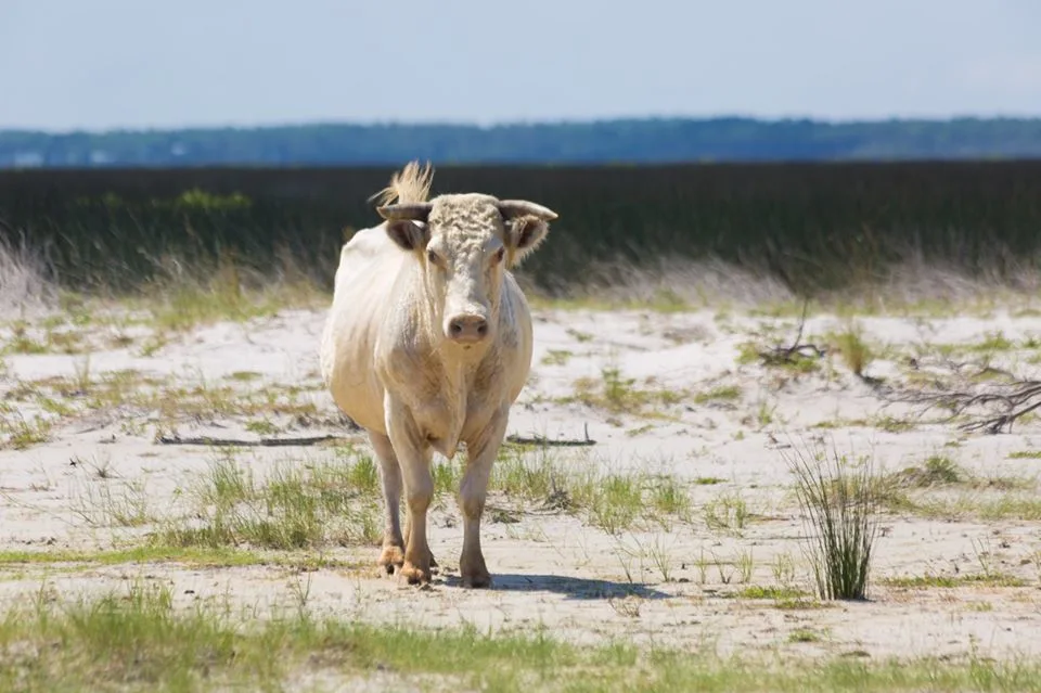 cedar island cow 2