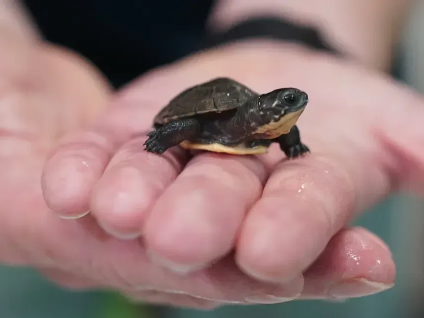 Saved by the shell: Tiny turtles given 2nd chance to survive in the wild